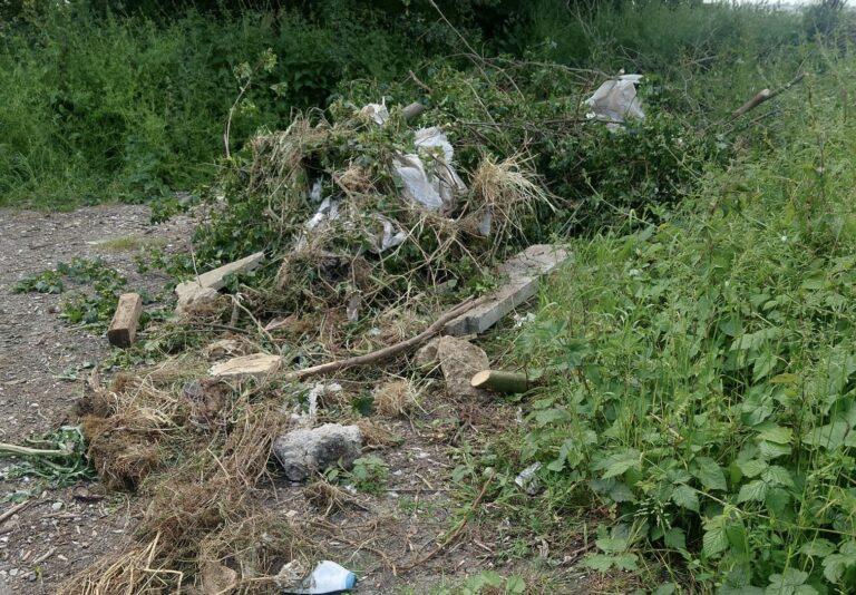 trees removal service